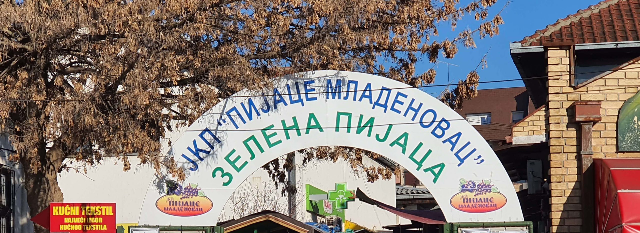Zelena PIjaca